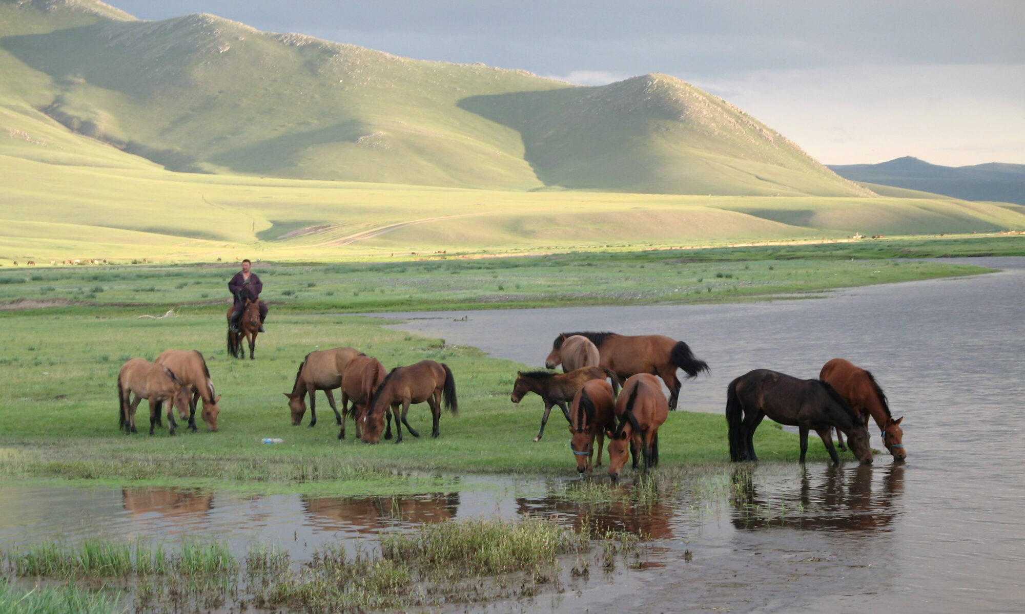 Sidste chance for tilmelding til spændende tur til Mongoliet!